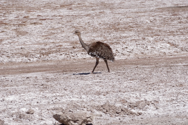 DSC03925_DxO.jpg