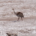 Un Nandu.