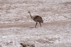 Un Nandu.