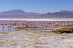 La laguna Colorada.