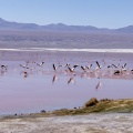 La laguna Colorada.