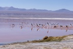 La laguna Colorada.