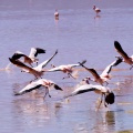 La laguna Colorada.