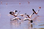 La laguna Colorada.