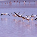 La laguna Colorada.