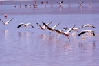 La laguna Colorada.