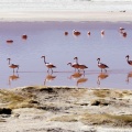 La laguna Colorada.