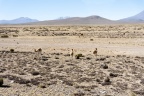 Sur la route de Chucuito.