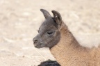 Une ferme. Un petit lama.