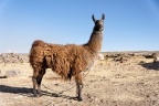 Une ferme. Un lama.