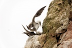 Îles Ballestas.