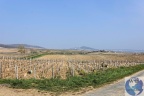 Ménétréol sous Sancerre.