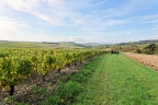 Irancy et les environs.