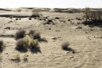 Le désert de Kyzylkoum.
