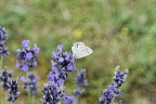 Faune et Flore.