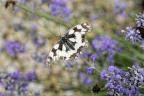 Papillon noir et blanc dit le « demi-deuil »