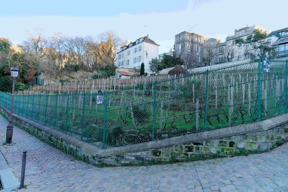 La vigne de Montmartre.