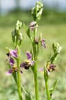 Ophrys abeille