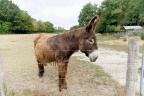 Baudet du Poitou.