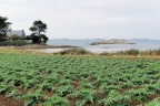 Près de Saint Brieux, champ d'artichauts.