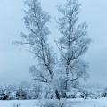 Nargis, paysage de neige.