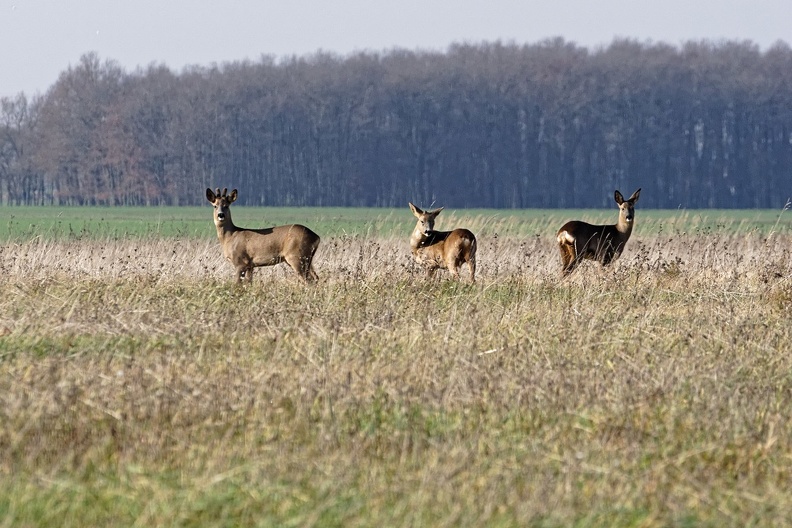 Nargis, chevreuils.