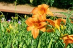 Festival des jardins