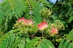 Festival des jardins