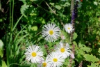 Festival des jardins