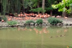 Flamant rose