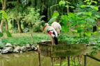 Cigogne.