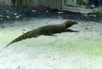 Iguane.
