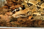 Serpent.