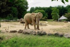 Eléphant.