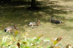 Zoo de Beauval.
