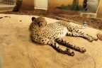 Guépard.