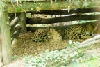 Zoo de Beauval.