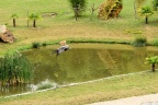 Festival des oiseaux.
