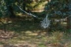 Trace laissée par un oiseau sur une baie vitrée.