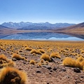 Chili : Désert d'Atacama, lagune Miscanti