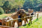 Centre des éléphants.