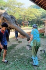 Centre des éléphants.