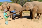 éléphant gourmand et chipeur !