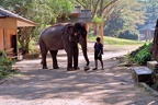 Centre des éléphants.