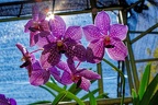 Ferme d'orchidées.